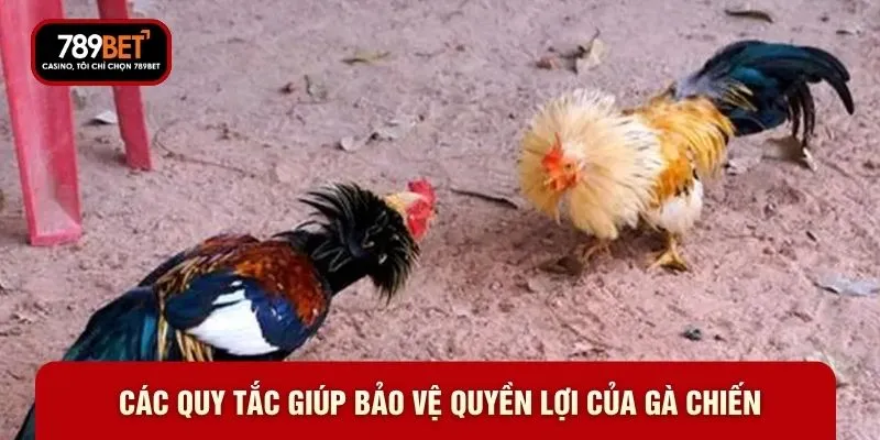 Các quy tắc giúp bảo vệ quyền lợi của gà chiến Các quy tắc giúp bảo vệ quyền lợi của gà chiến