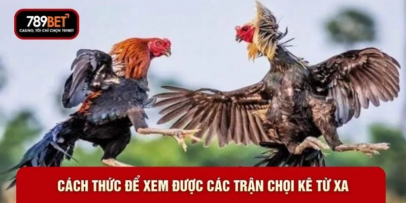Cách thức để xem được các trận chọi kê từ xa Cách thức để xem được các trận chọi kê từ xa