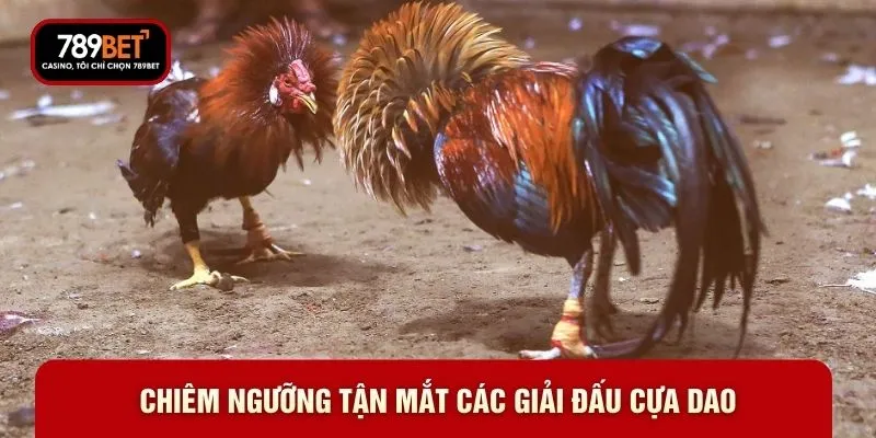 Chiêm ngưỡng tận mắt các giải đấu cựa dao Chiêm ngưỡng tận mắt các giải đấu cựa dao