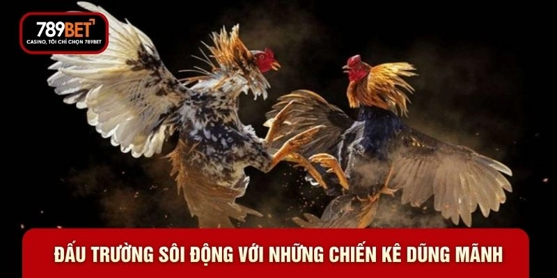 Đấu trường sôi động với những chiến kê dũng mãnh Đấu trường sôi động với những chiến kê dũng mãnh