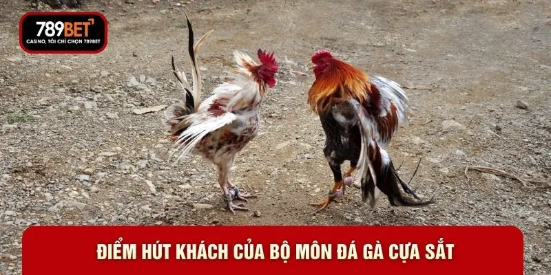 Điểm hút khách của bộ môn đá gà cựa sắt Điểm hút khách của bộ môn đá gà cựa sắt