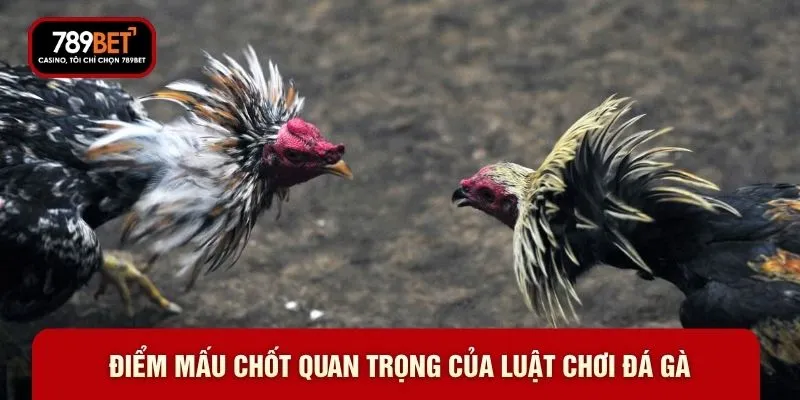 Điểm mấu chốt quan trọng của luật chơi đá gà Điểm mấu chốt quan trọng của luật chơi đá gà