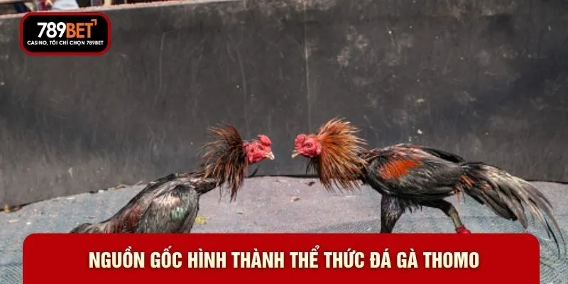 Nguồn gốc hình thành thể thức đá gà Thomo Nguồn gốc hình thành thể thức đá gà Thomo